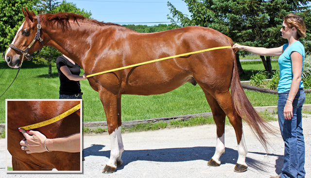 What horse blanket sizing really means