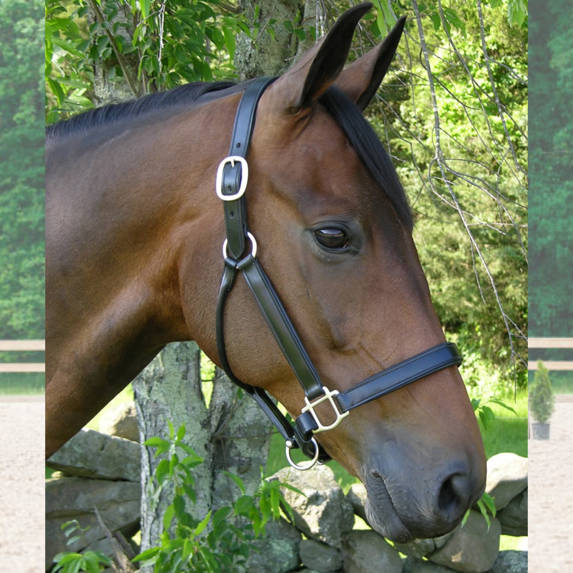 A bay horse is wearing a Black Oak Sycamore Halter. It is a black leather halter with nickel hardware.