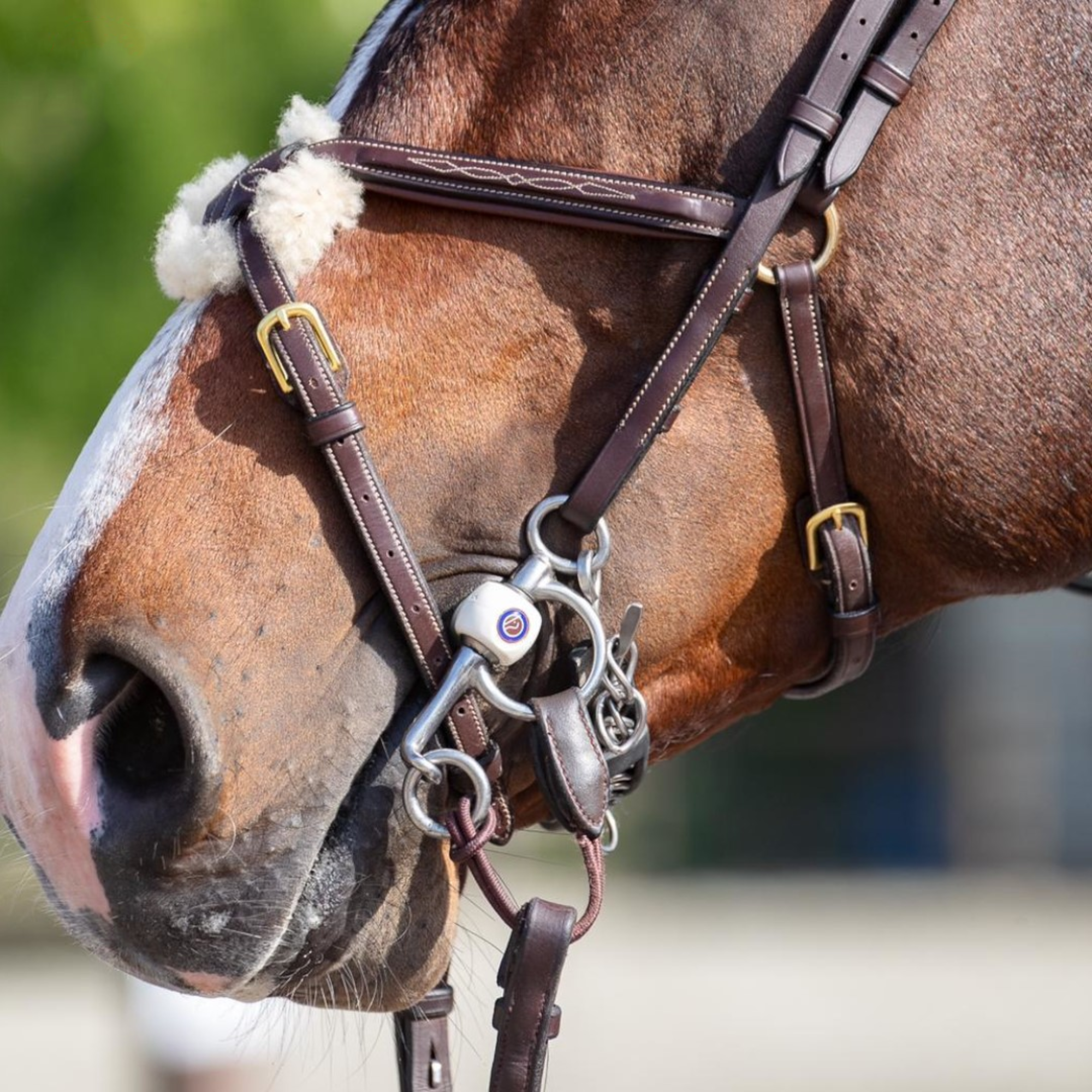 Bridled Horse with a Inno-Sense Baby Pelham Flexi Soft Bit Lifestyle Image
