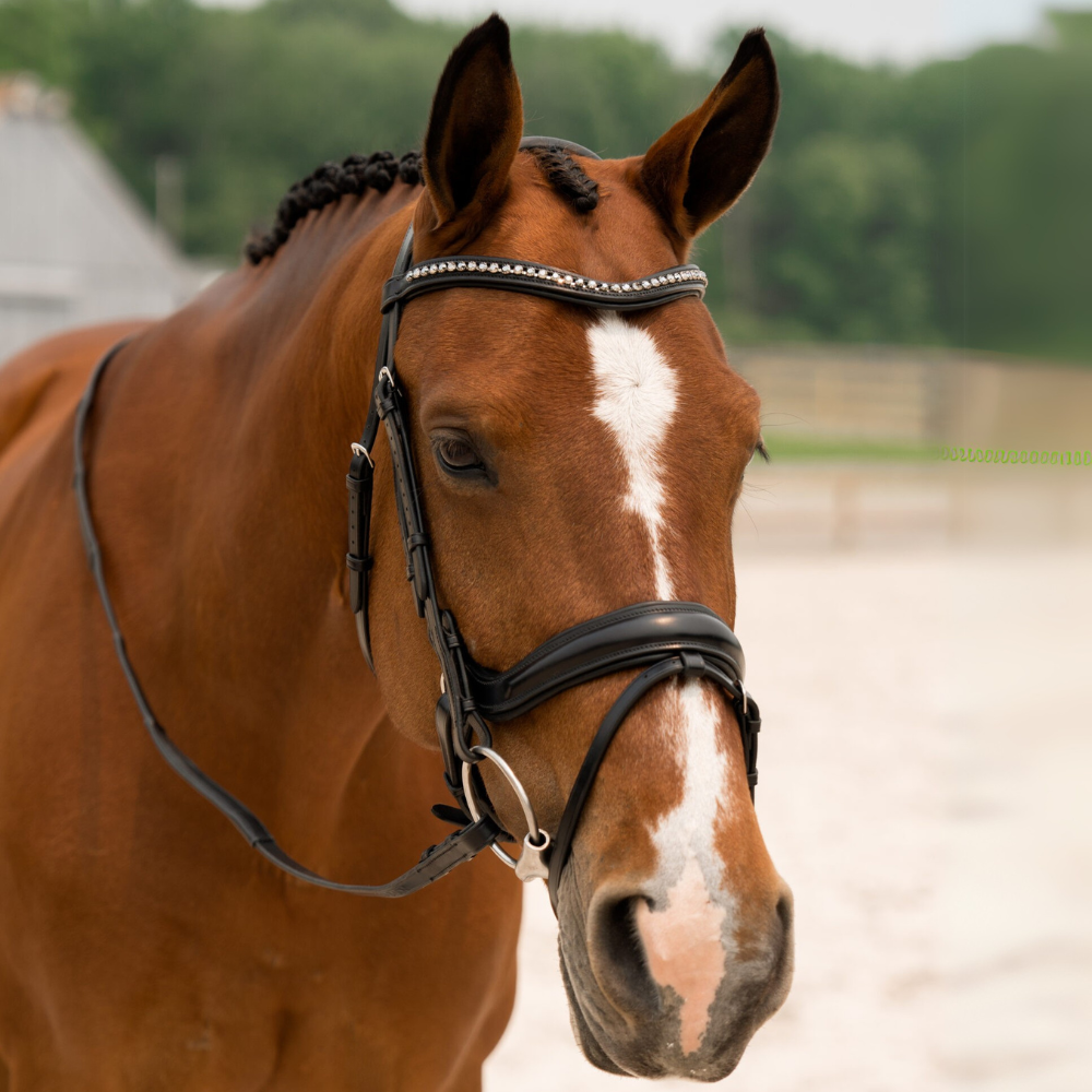 KL Select Impulsion Dressage Bridle