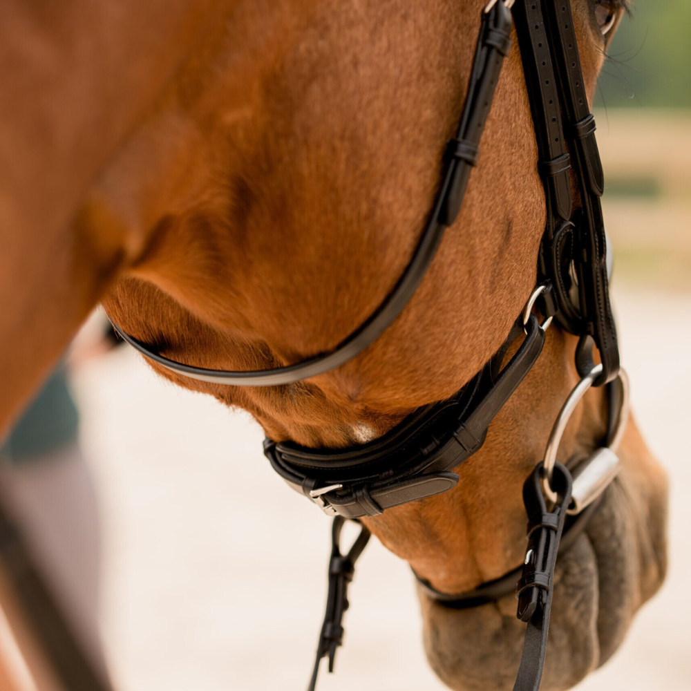 KL Select Impulsion Dressage Bridle
