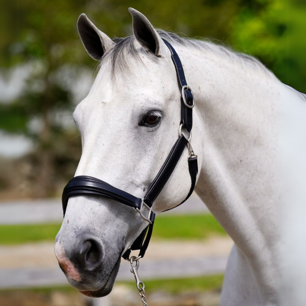 Red Barn Nina Halter