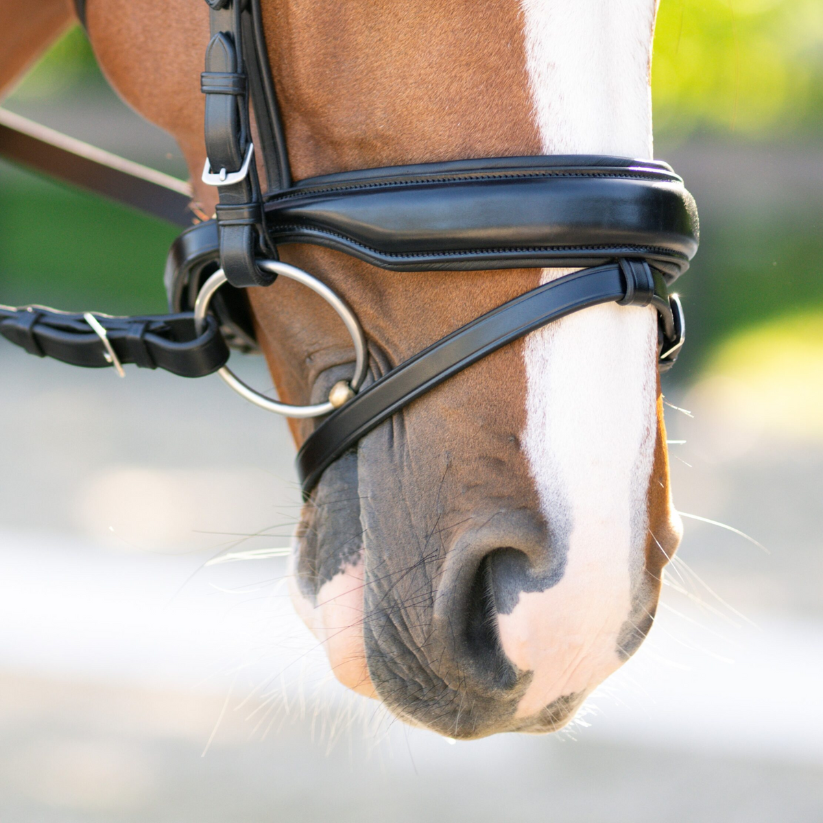 Red Barn Topline Bridle with Flash & Crank