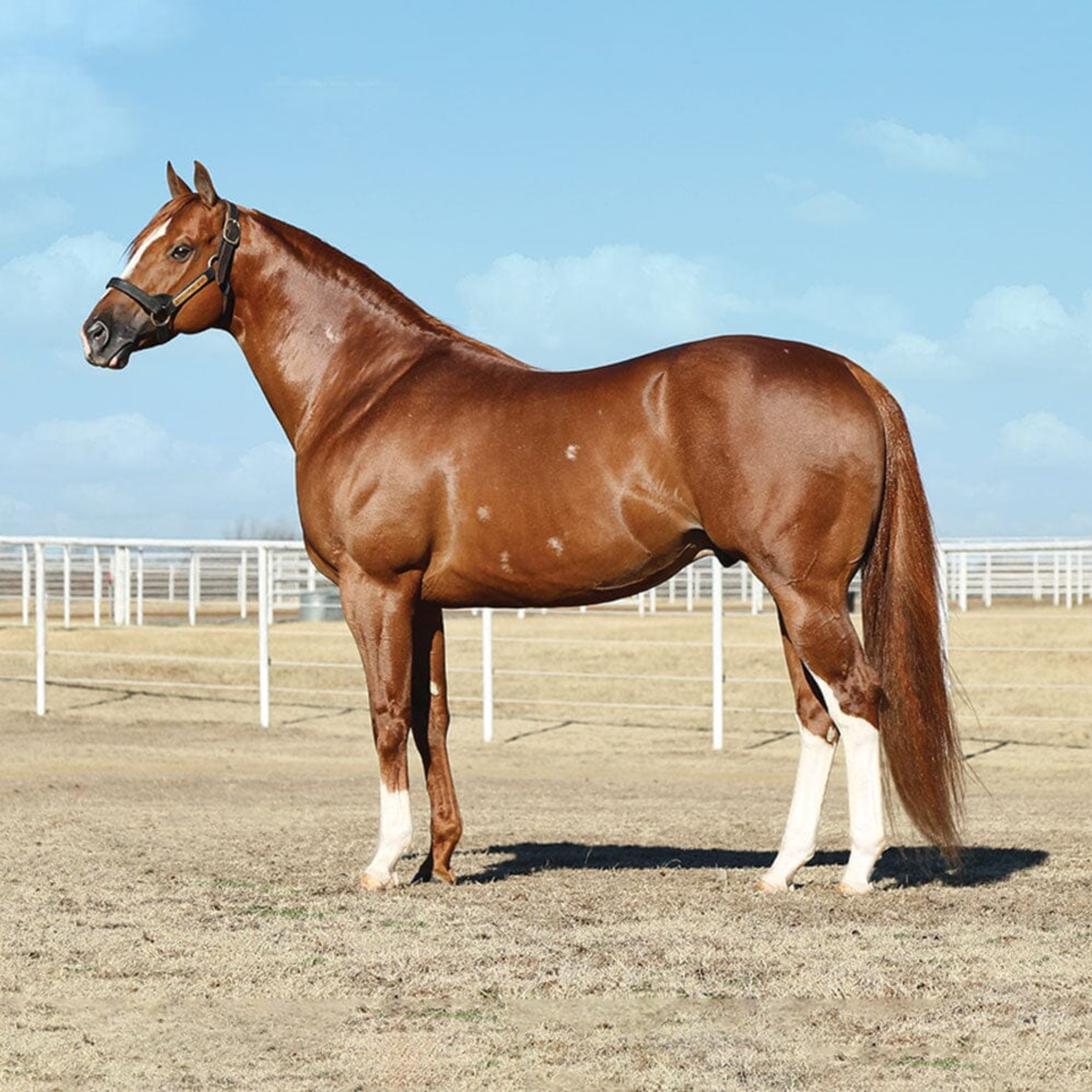 Breyer Apollitical Jess, American Quarter Horse Sprinter