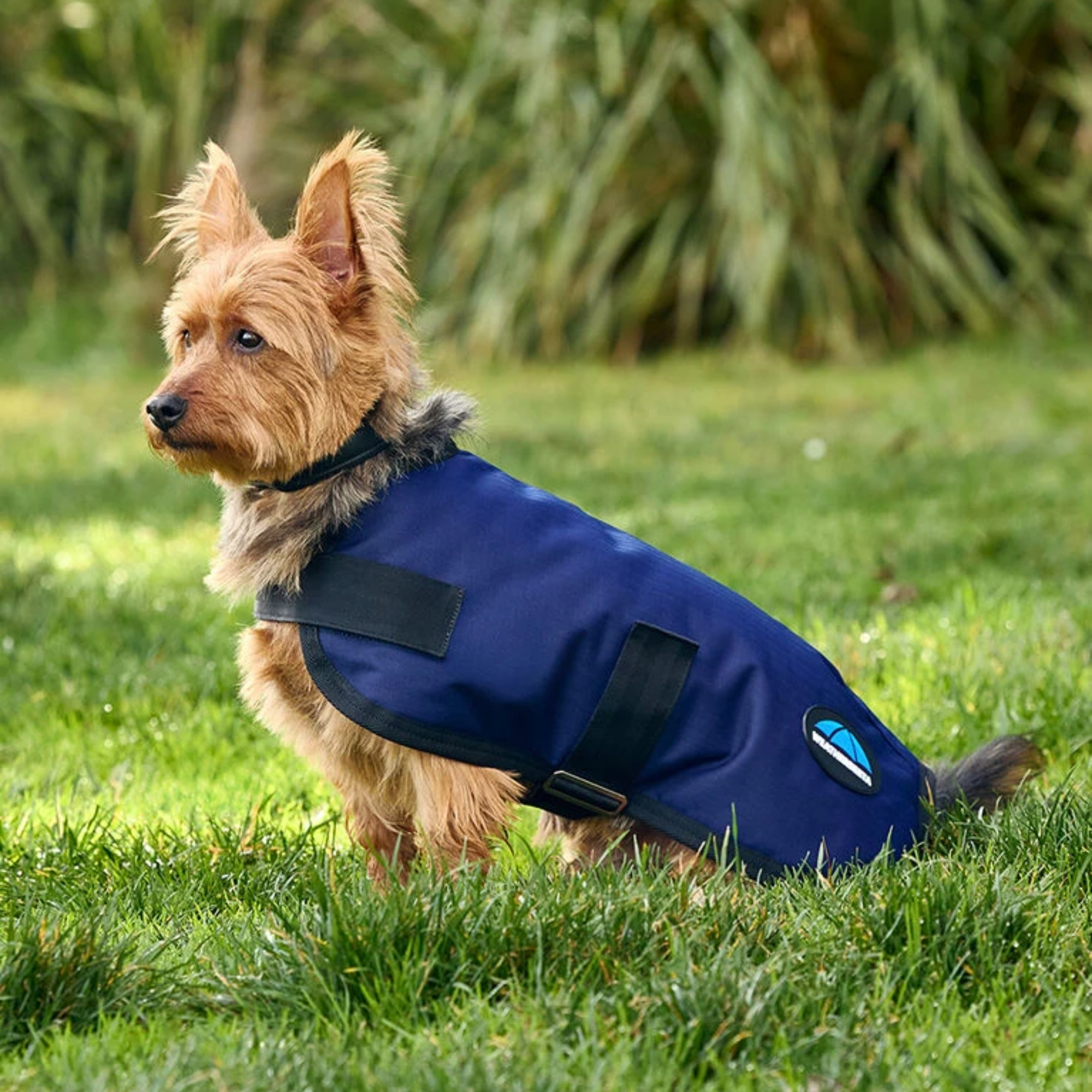 A dog running in a Comfitec Classic Waterproof Dog Coat by Weatherbeeta.