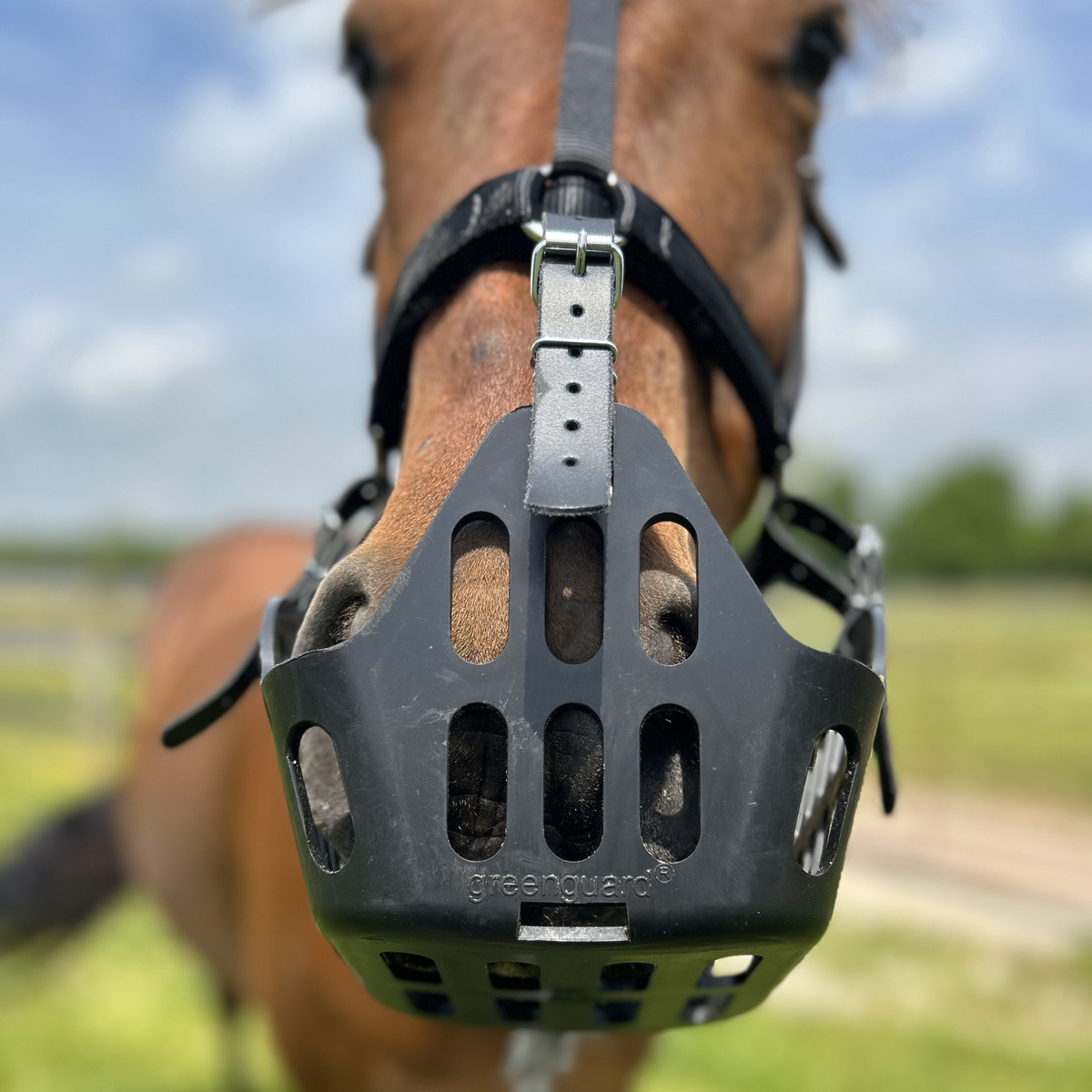 GreenGuard Grazing Muzzle