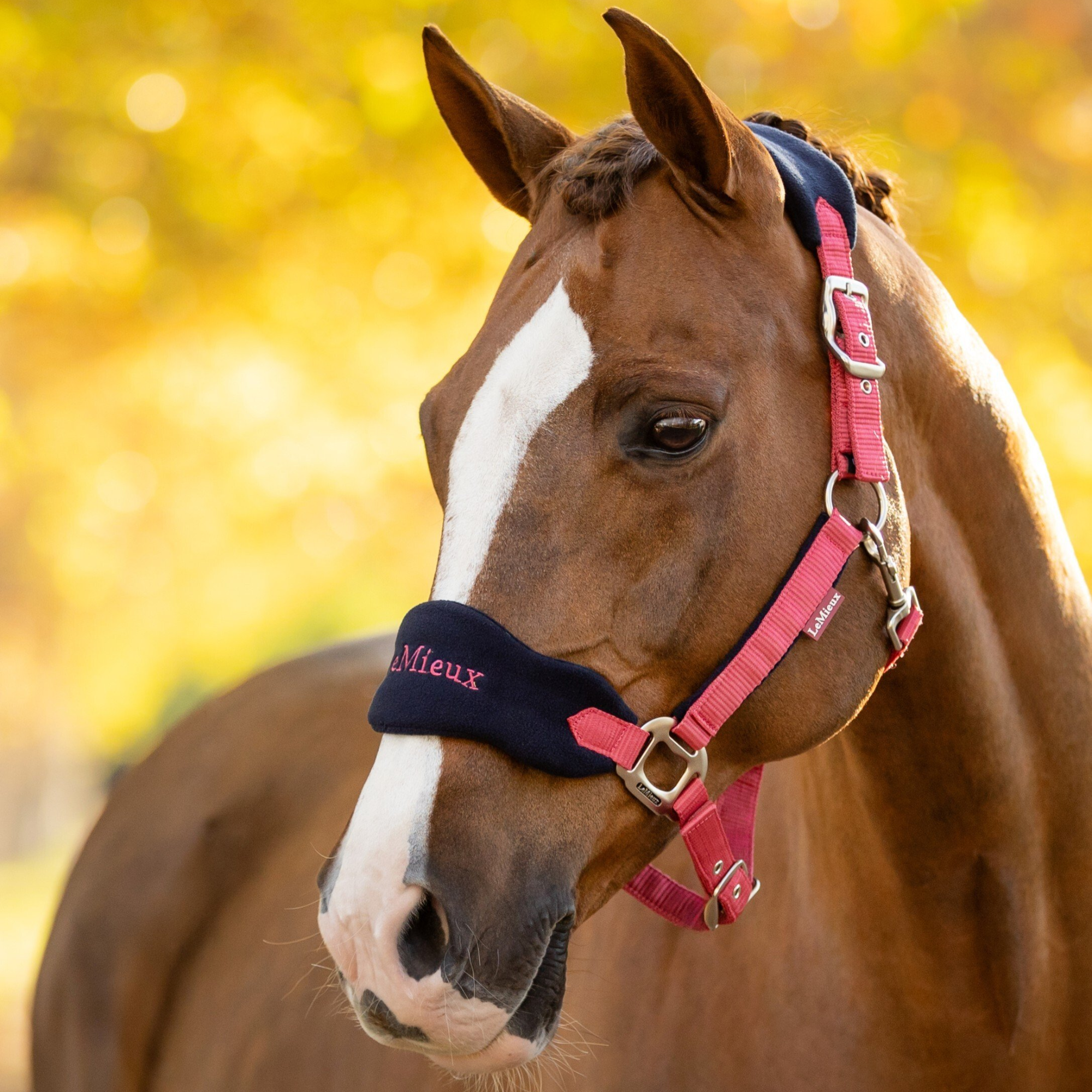 LeMieux Vogue Headcollar & Leadrope, Cranberry