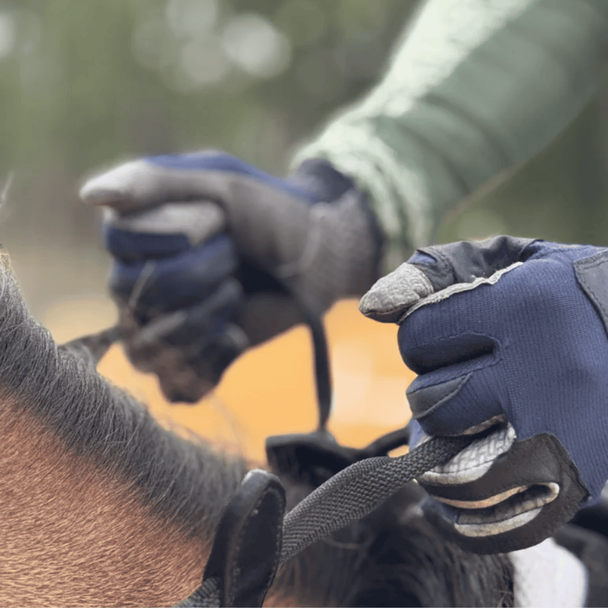 Person wearing blue gloves interacting with a horse in an outdoor setting
