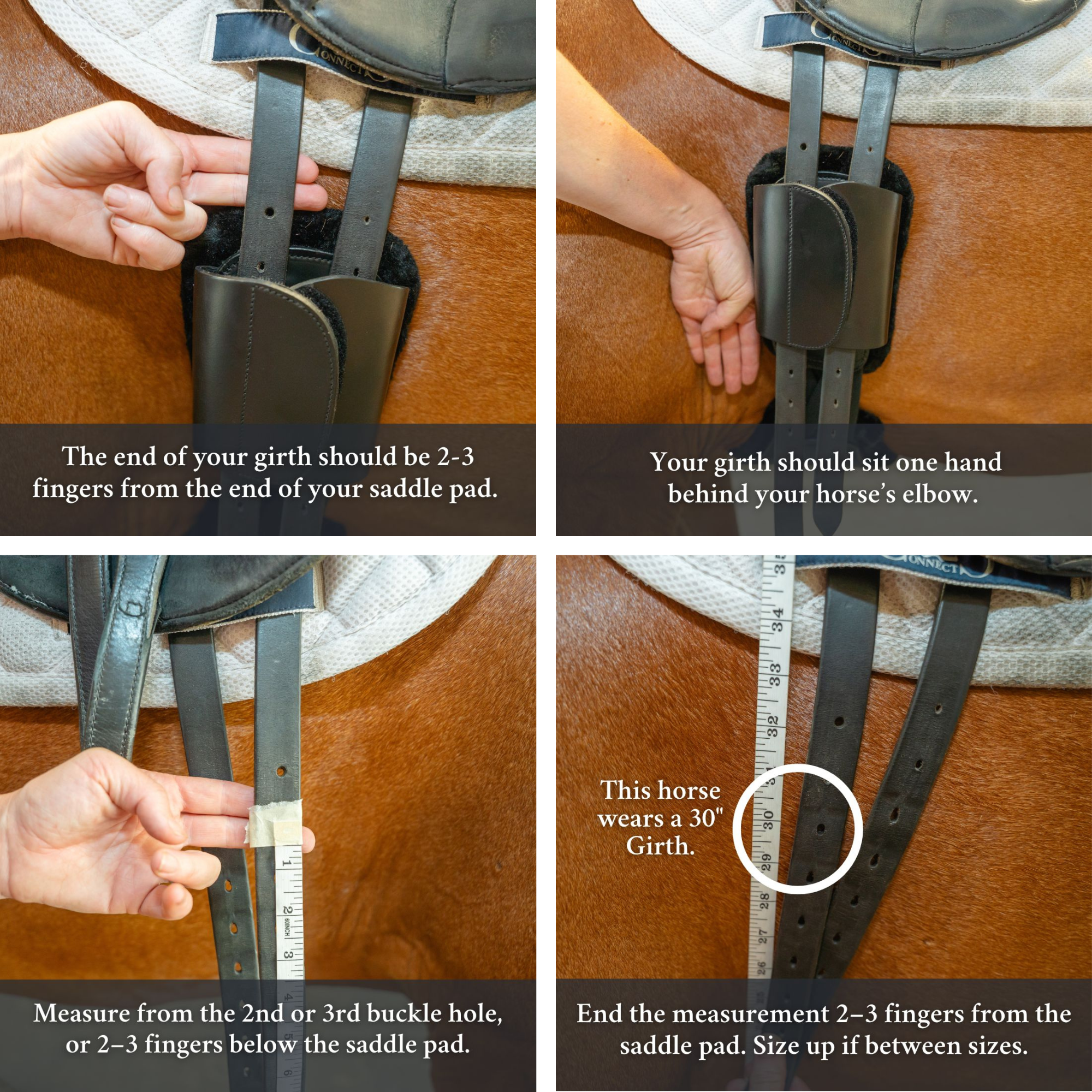 Instructions on how to measure a horse&