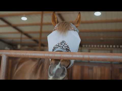 Crusader Standard Fly Mask, Orange