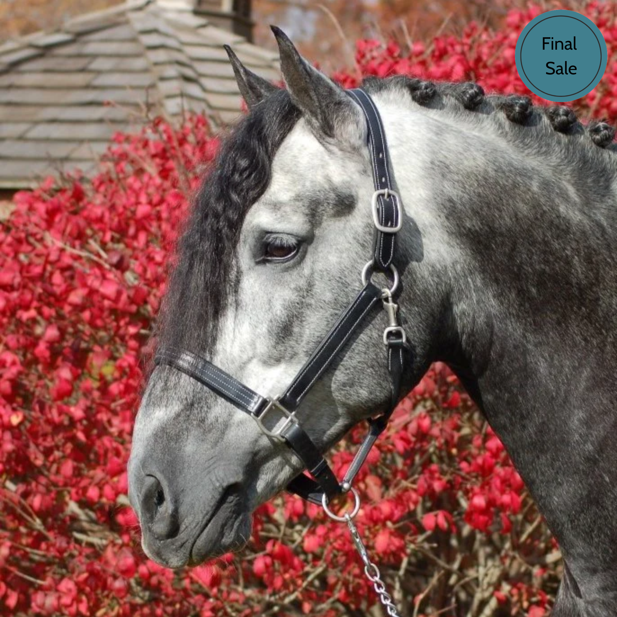Red Barn Tina Halter