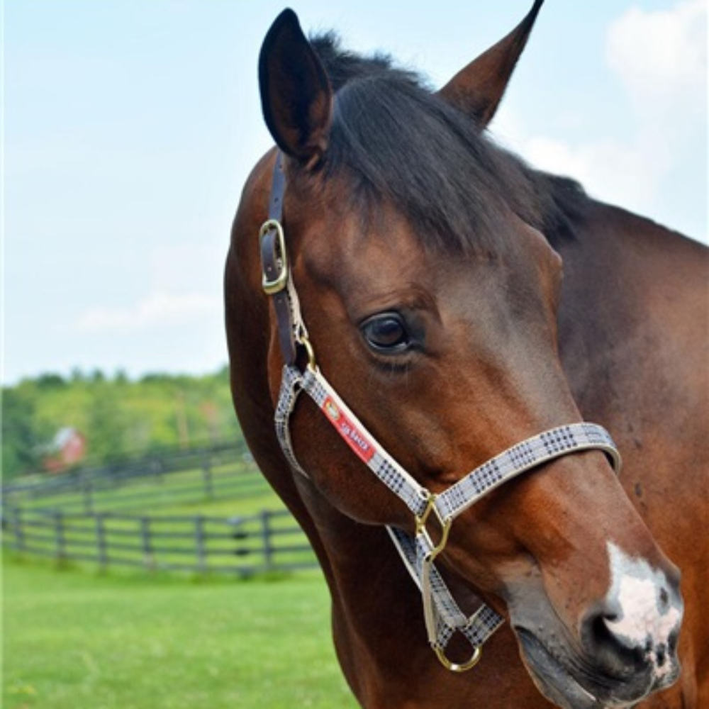 Image of 5/A Baker® breakaway halter with full leather 1" crown far side.