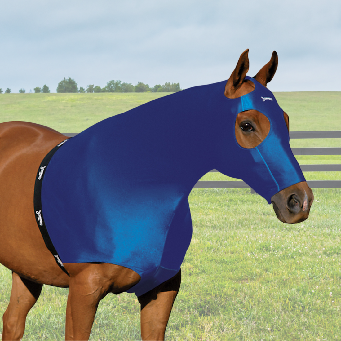 A horse wearing a blue Jammies Designer Hood, which is designed to keep coats shiny and mess tidy by shielding against shaving, dust, and dirt.