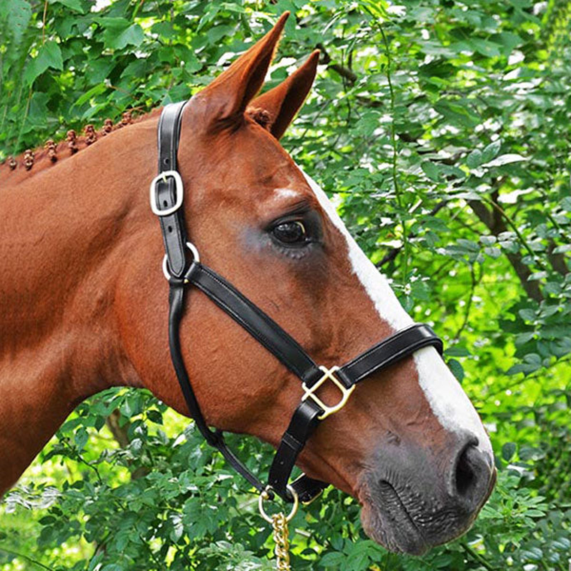A brown horse wearing a black KL Select padded leather halter with black stitching and brass fittings.