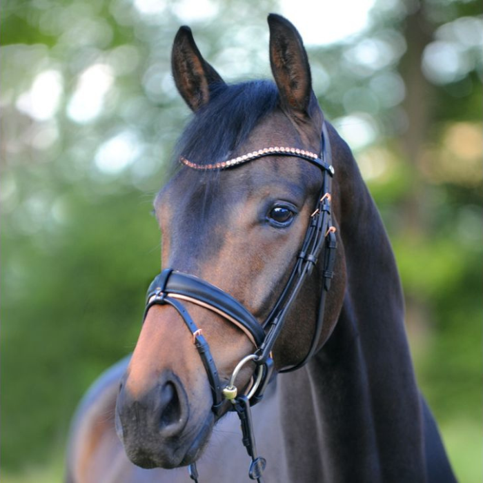 Kavalcade "Rose" Dressage Bridle