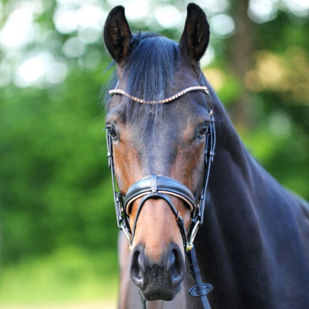 Kavalcade "Rose" Dressage Bridle