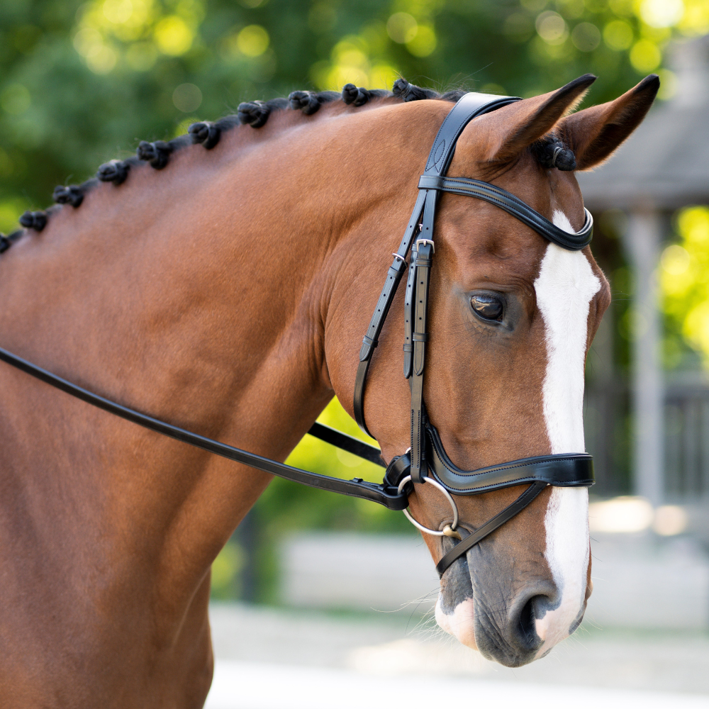 Black Bridle Straps