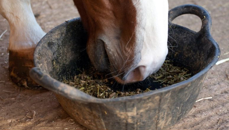 All the Best Horse Supplements You Should Be Using