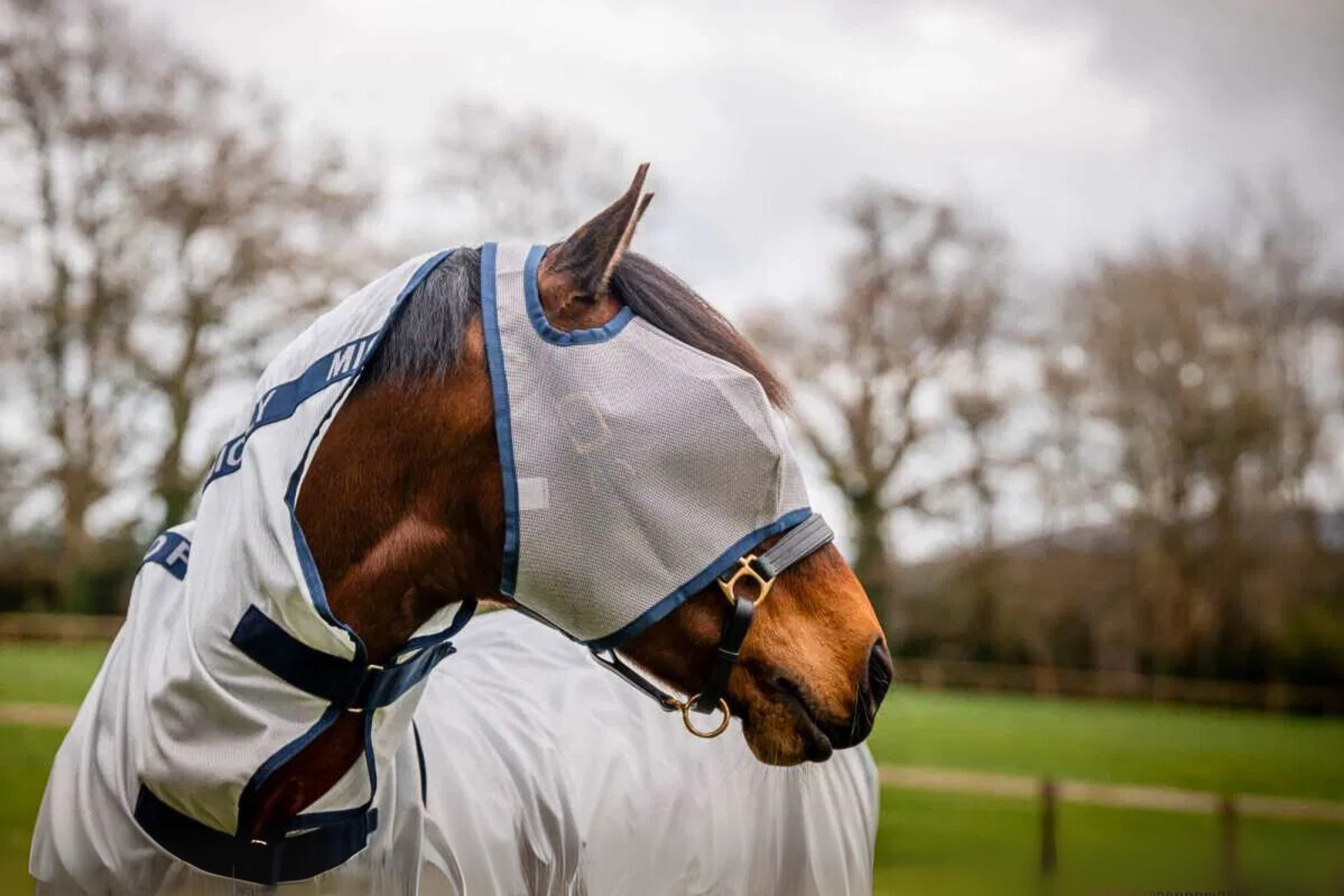All the Buzz About Equine Fly Masks