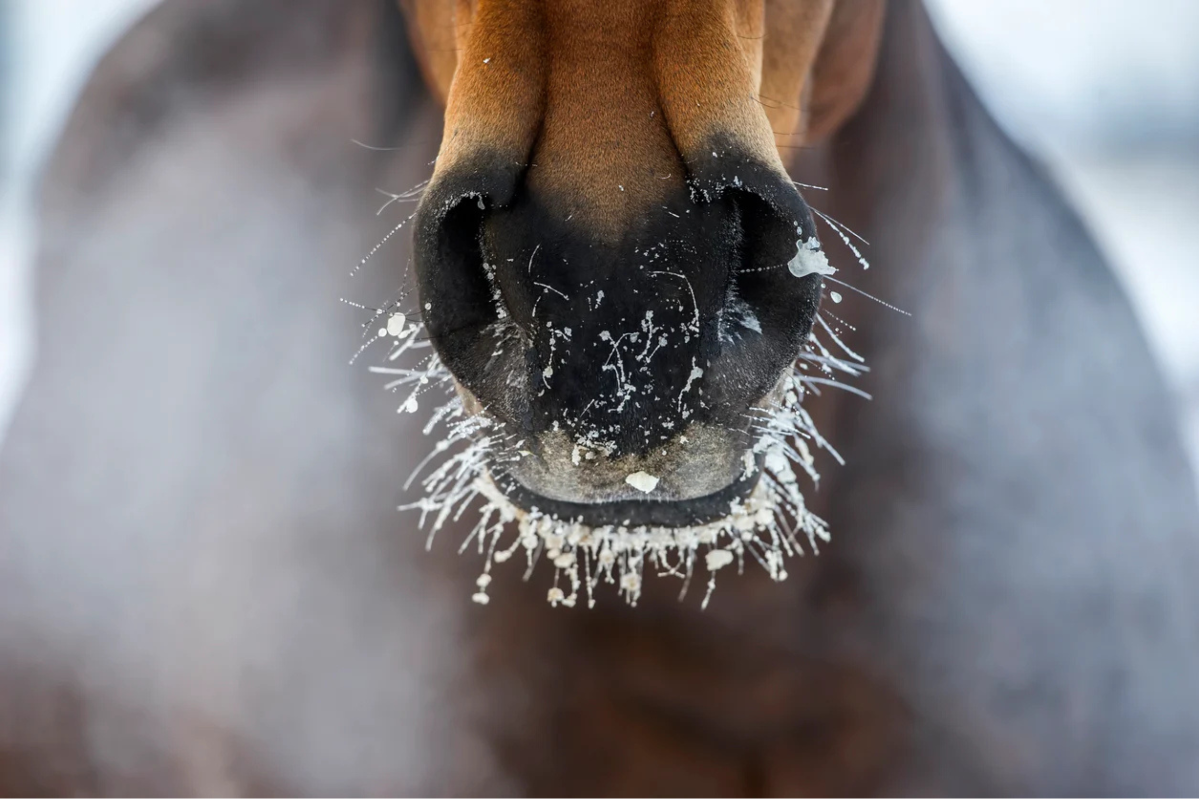 Winter Horse Care: The Complete Guide to Keeping Horses Healthy in Cold Weather
