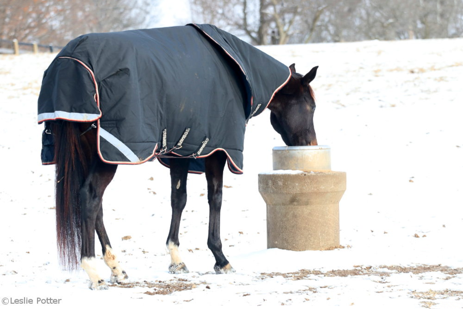 Winter Horse Care: The Complete Guide to Keeping Horses Healthy in Cold Weather