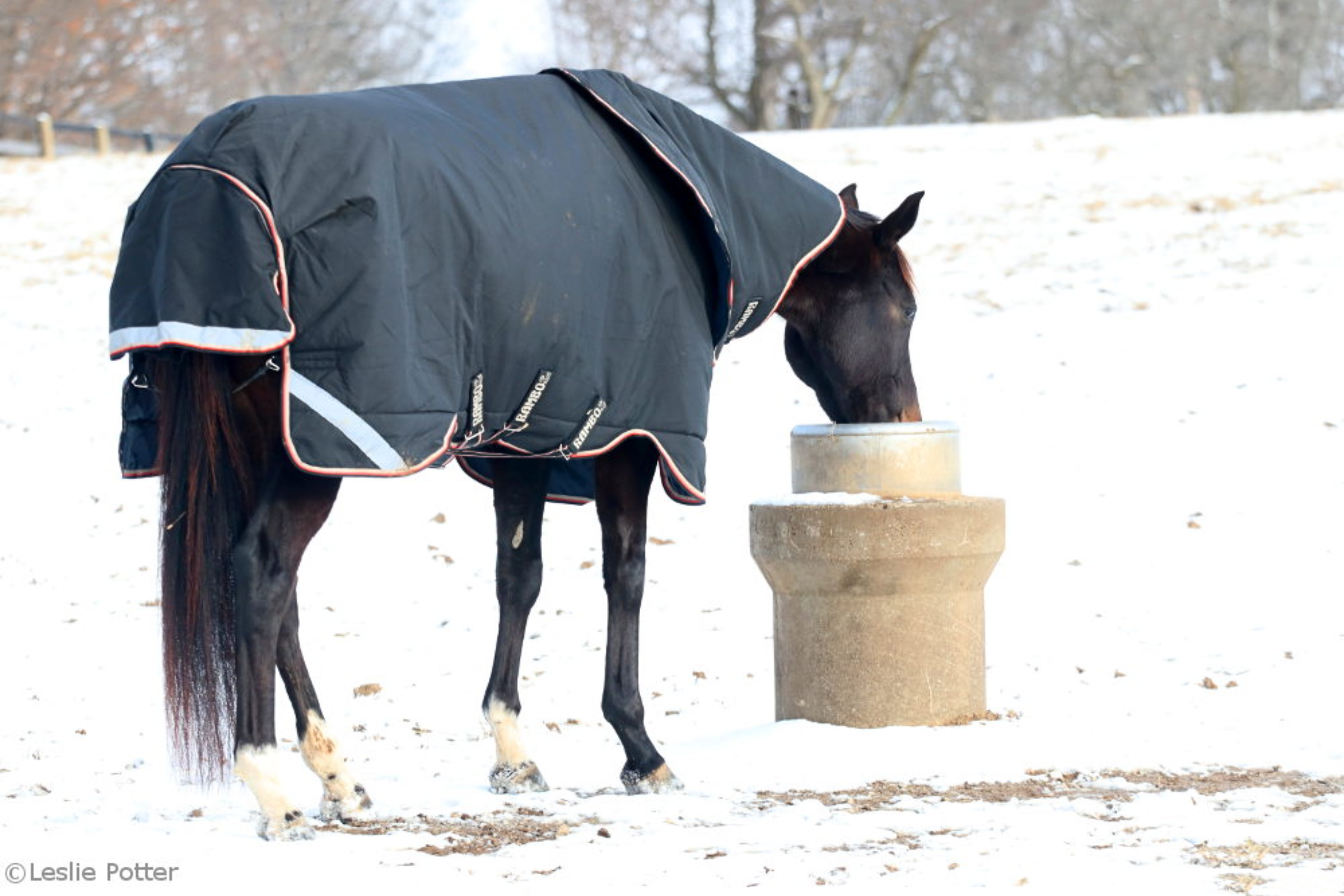 Winter Horse Care: The Complete Guide to Keeping Horses Healthy in Cold Weather