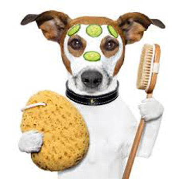 Dog & Pet Products
