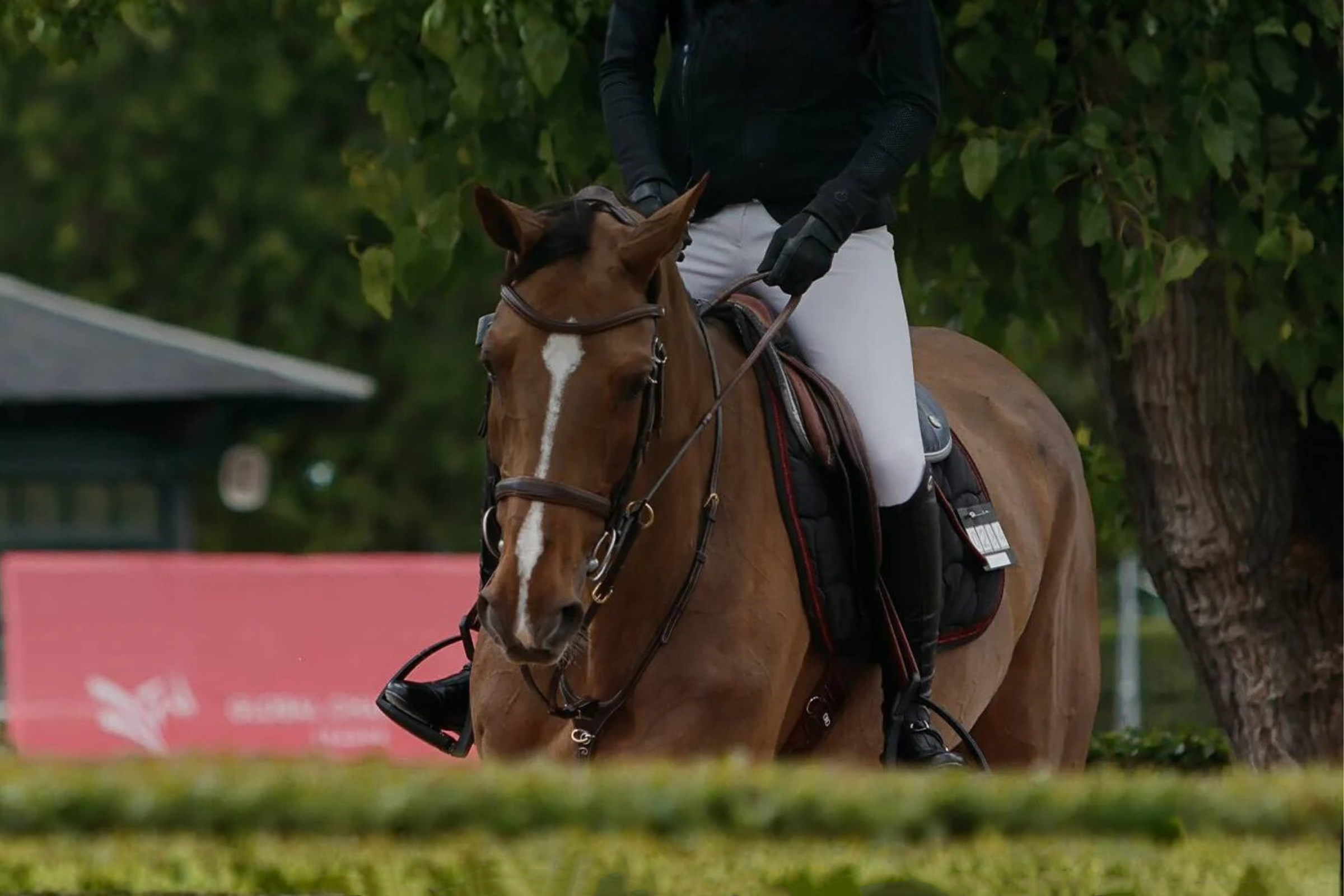 Jake Adams Equestrian