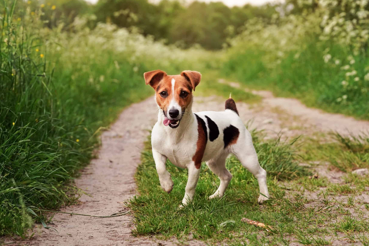 Dog & Pet Products