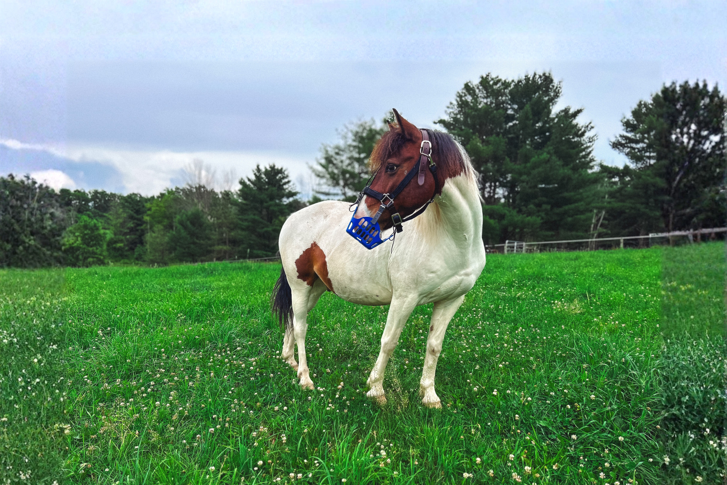 GreenGuard Equine