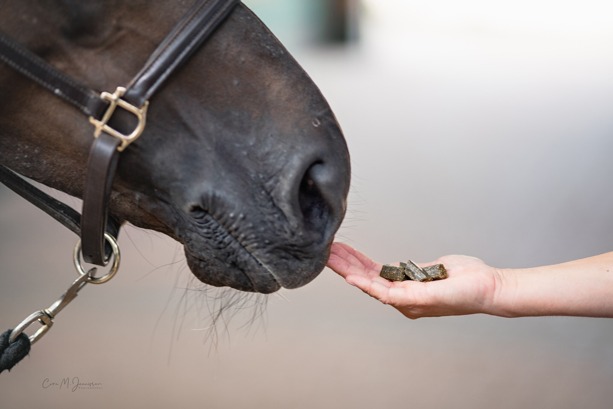 Horse Treats & Toys