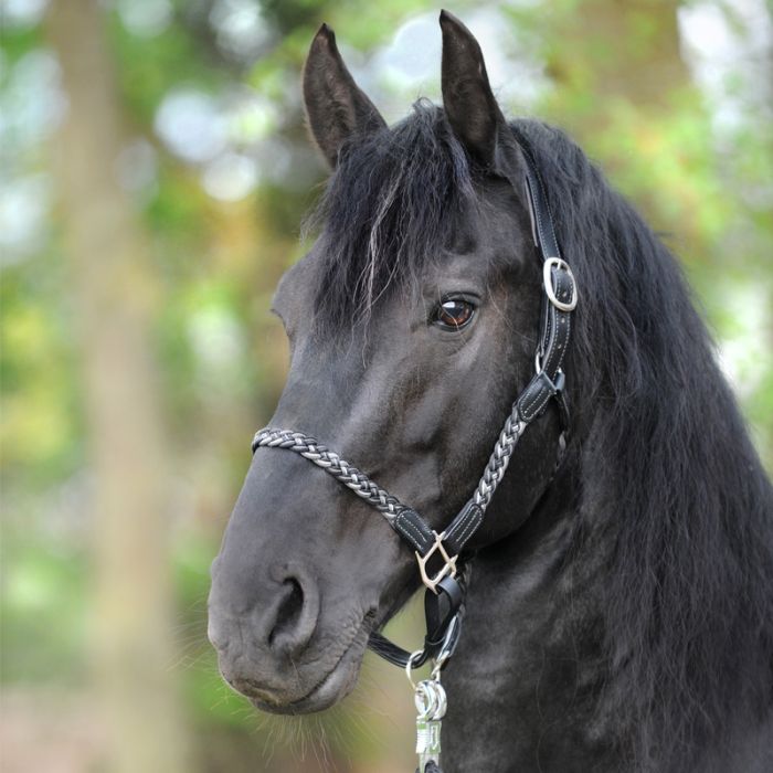 Kavalkade Tessa Braided Halter