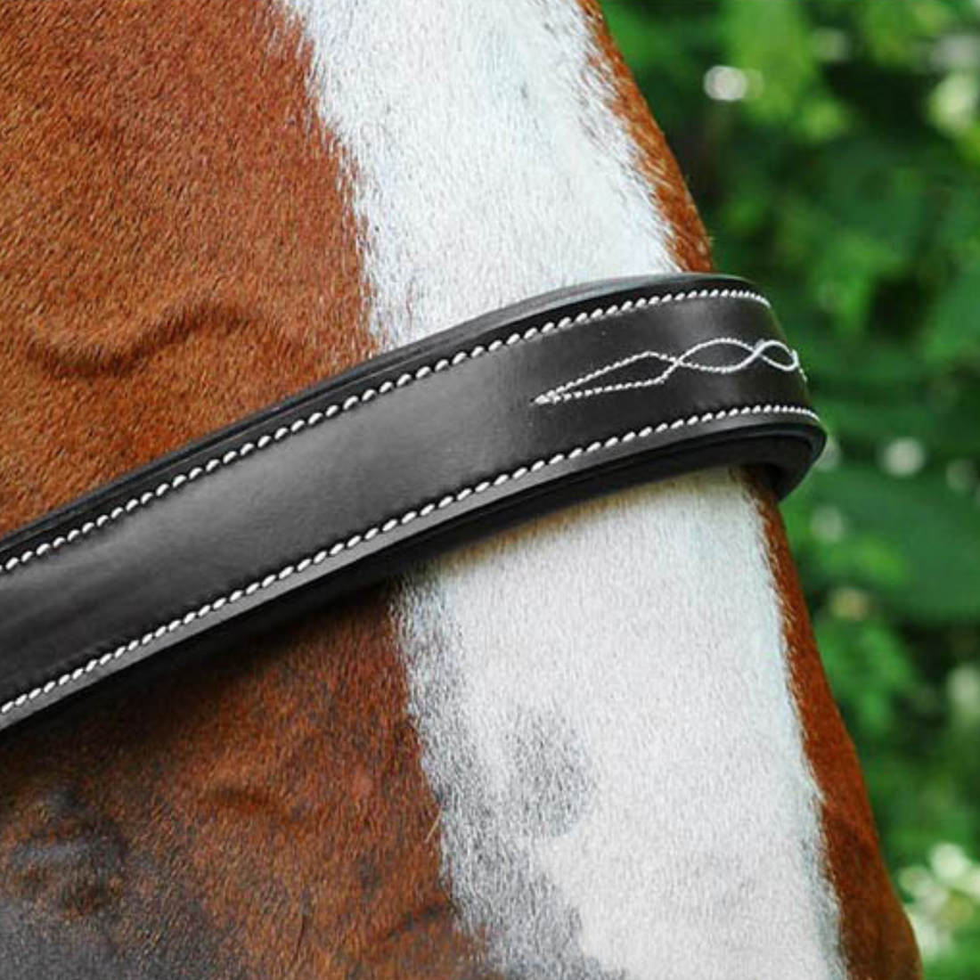 Close-up of a horse&