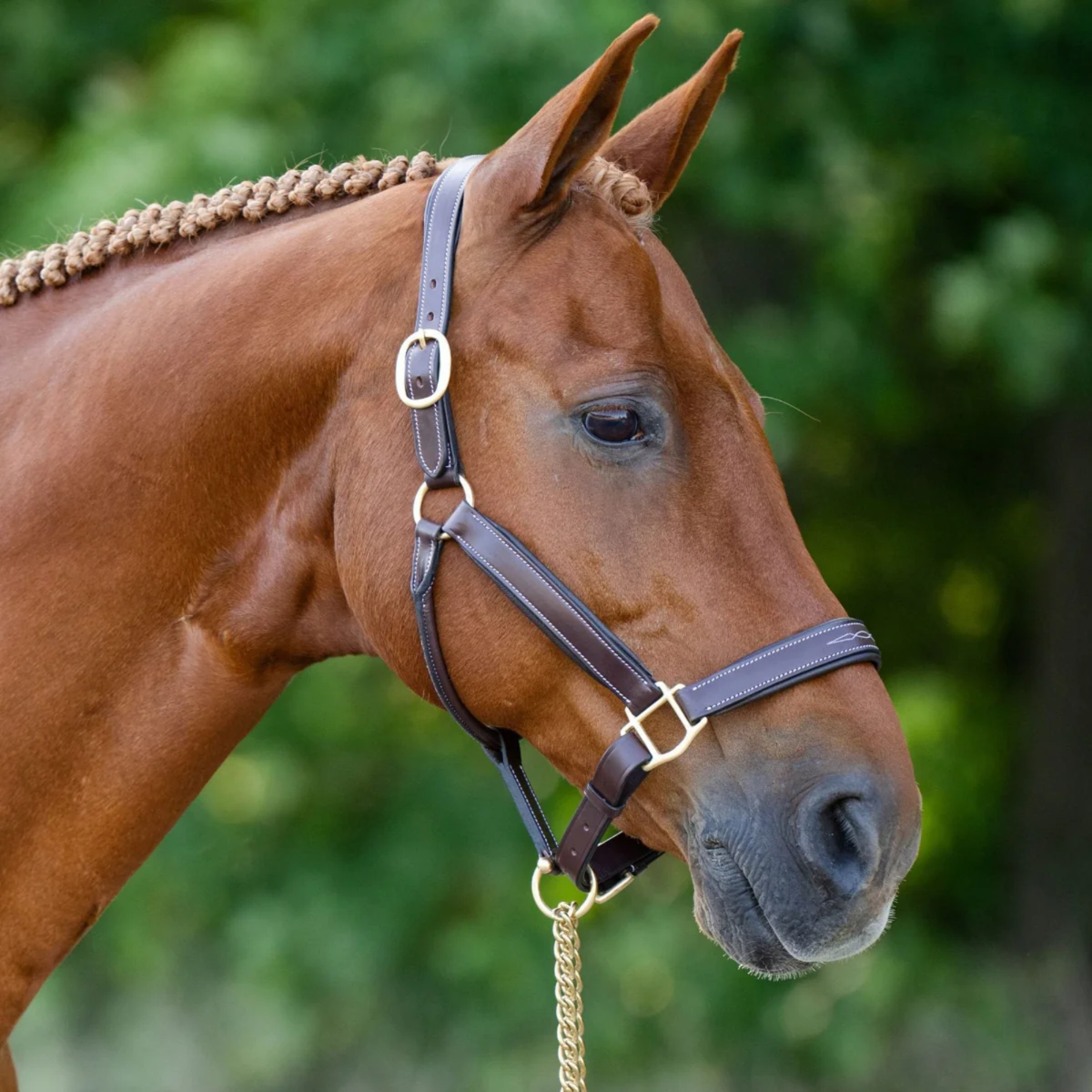 A chestnut horse is wearing a brown leather halter from KL Select "Willow"