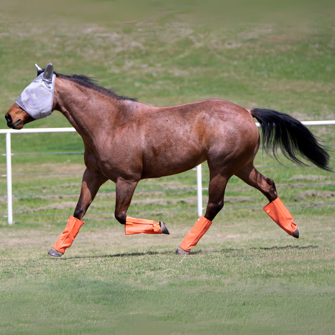 Crusader Leg Guards, Set of 4 Orange