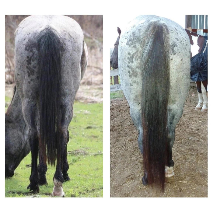 Horse Guard Hoof &amp; Hair, 10lb