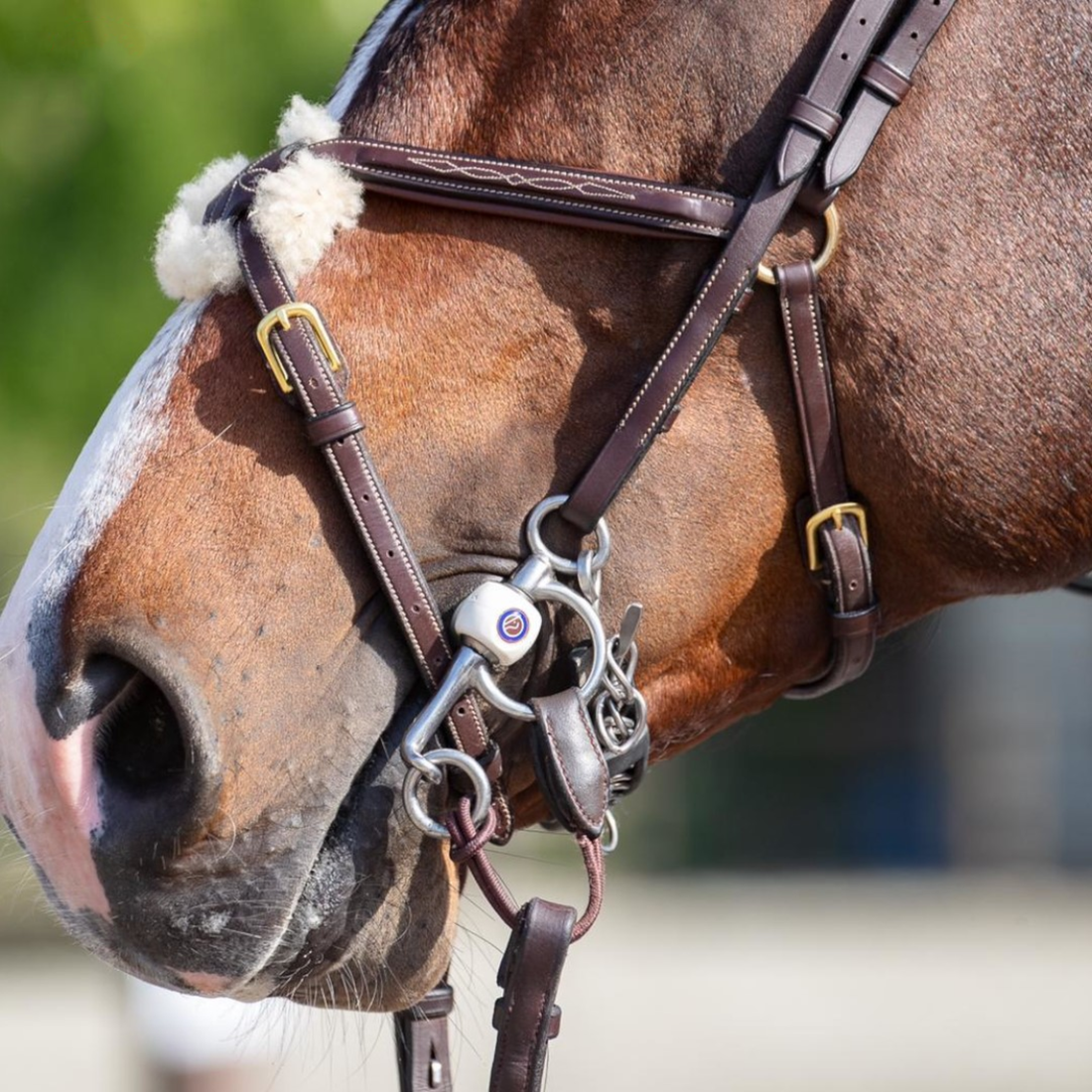 Bridled Horse with a Inno-Sense Baby Pelham Flexi Soft Bit Lifestyle Image 