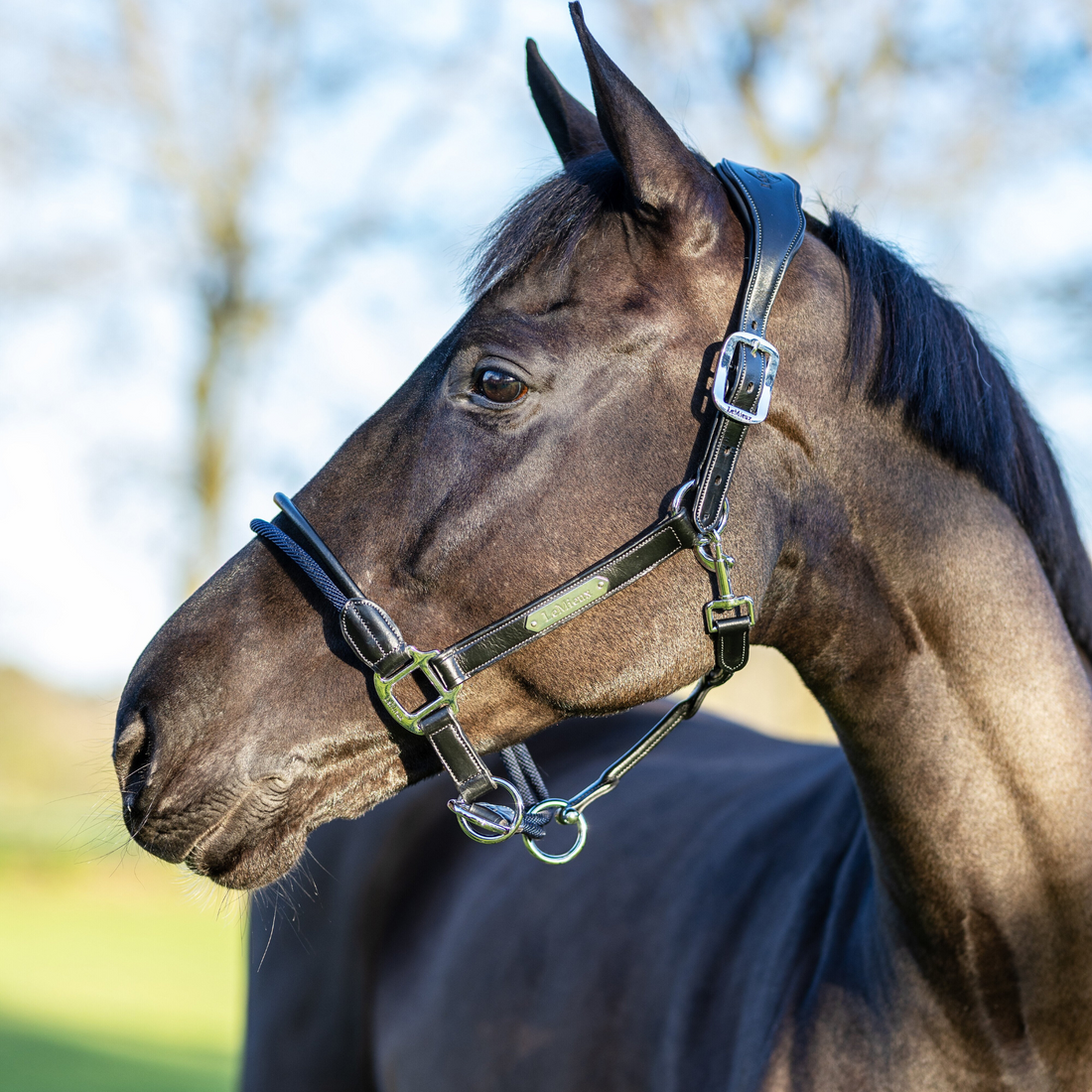 LeMieux Rope Control Halter, Black