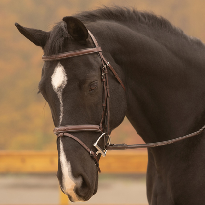 Close-up of a horse wearing a kl select sovereign bridle with a blurred background
