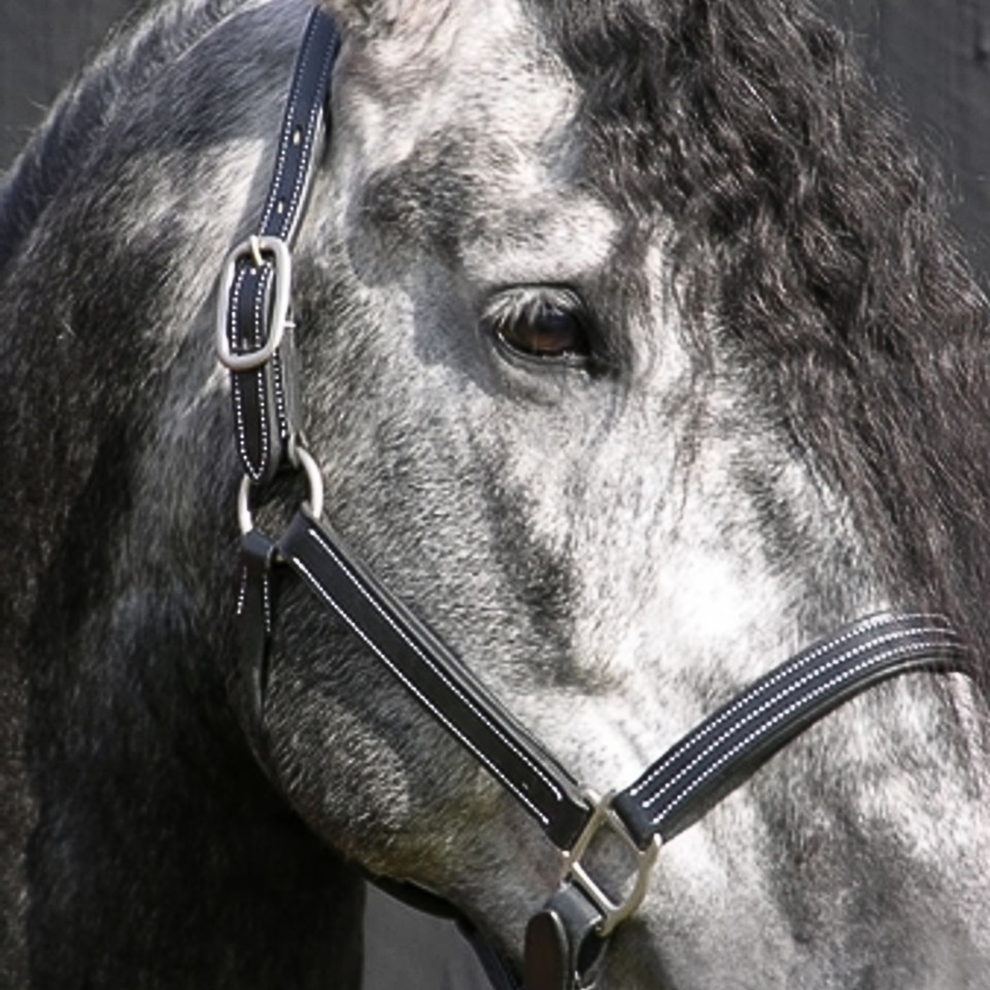 Red Barn Tina Halter