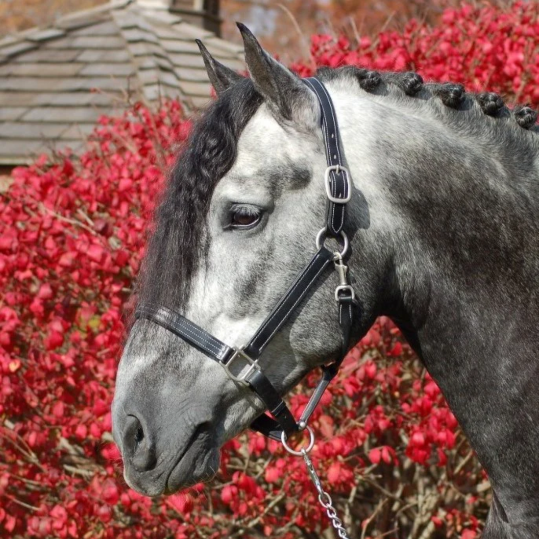 Red Barn Tina Halter