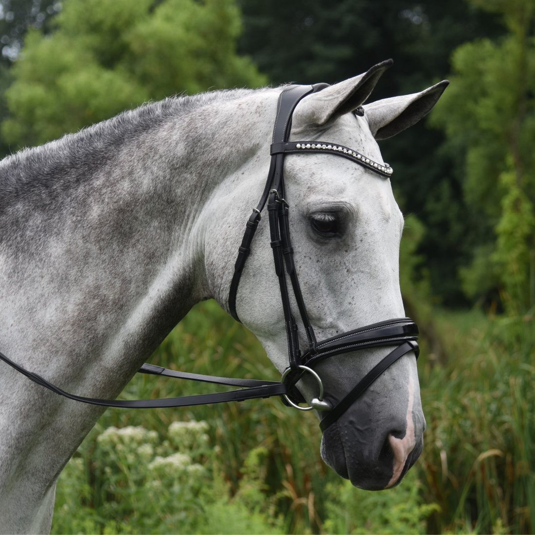 Red Barn Pace Dressage Patent Bridle
