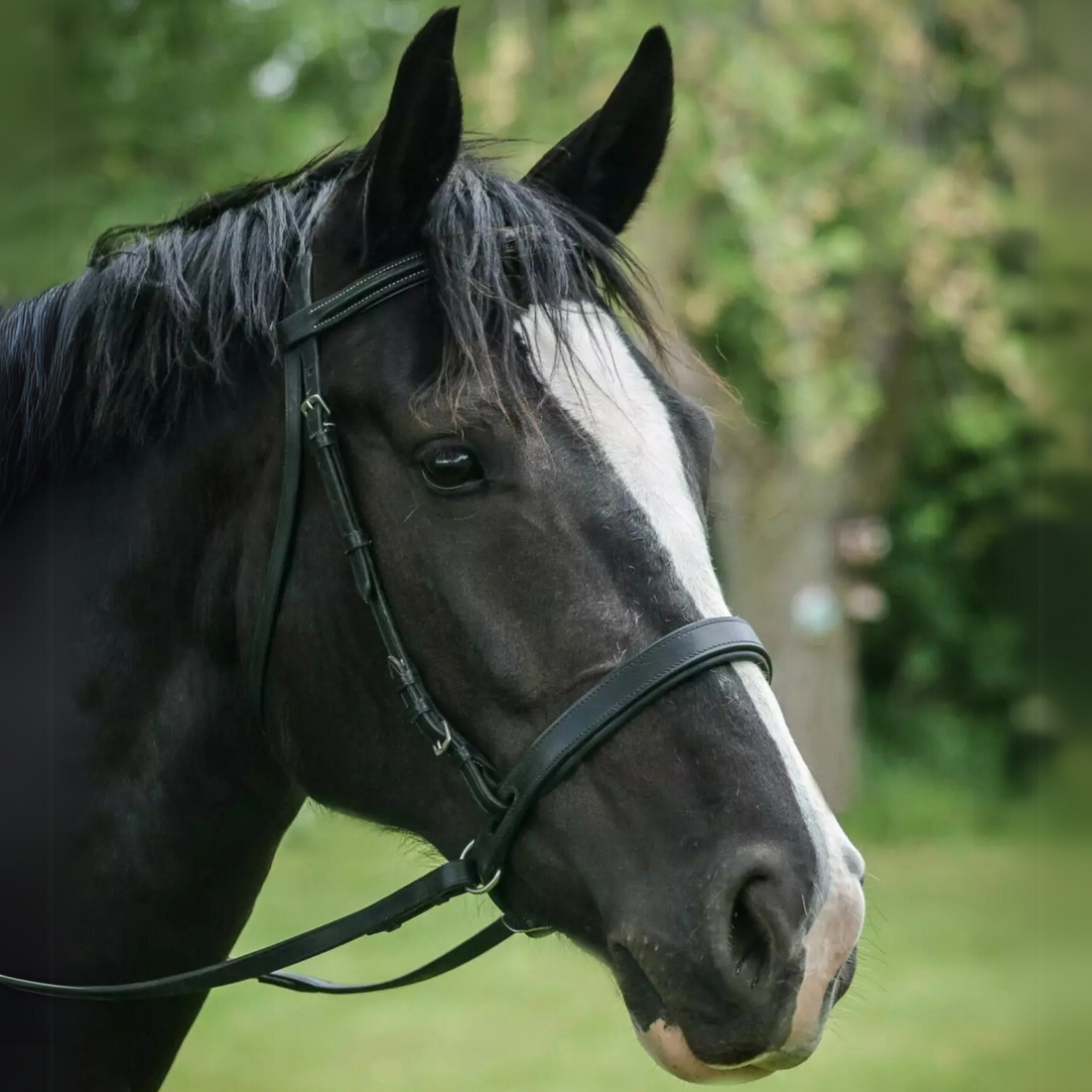 ThinLine EZ Harmony Bitless Noseband Bridle Converter