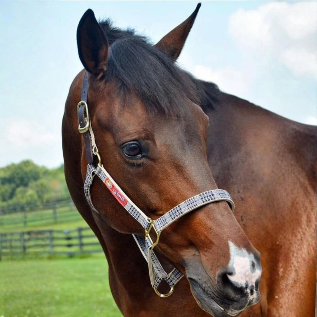 5/A Baker® Breakaway Halter with Full Leather Crown 1"