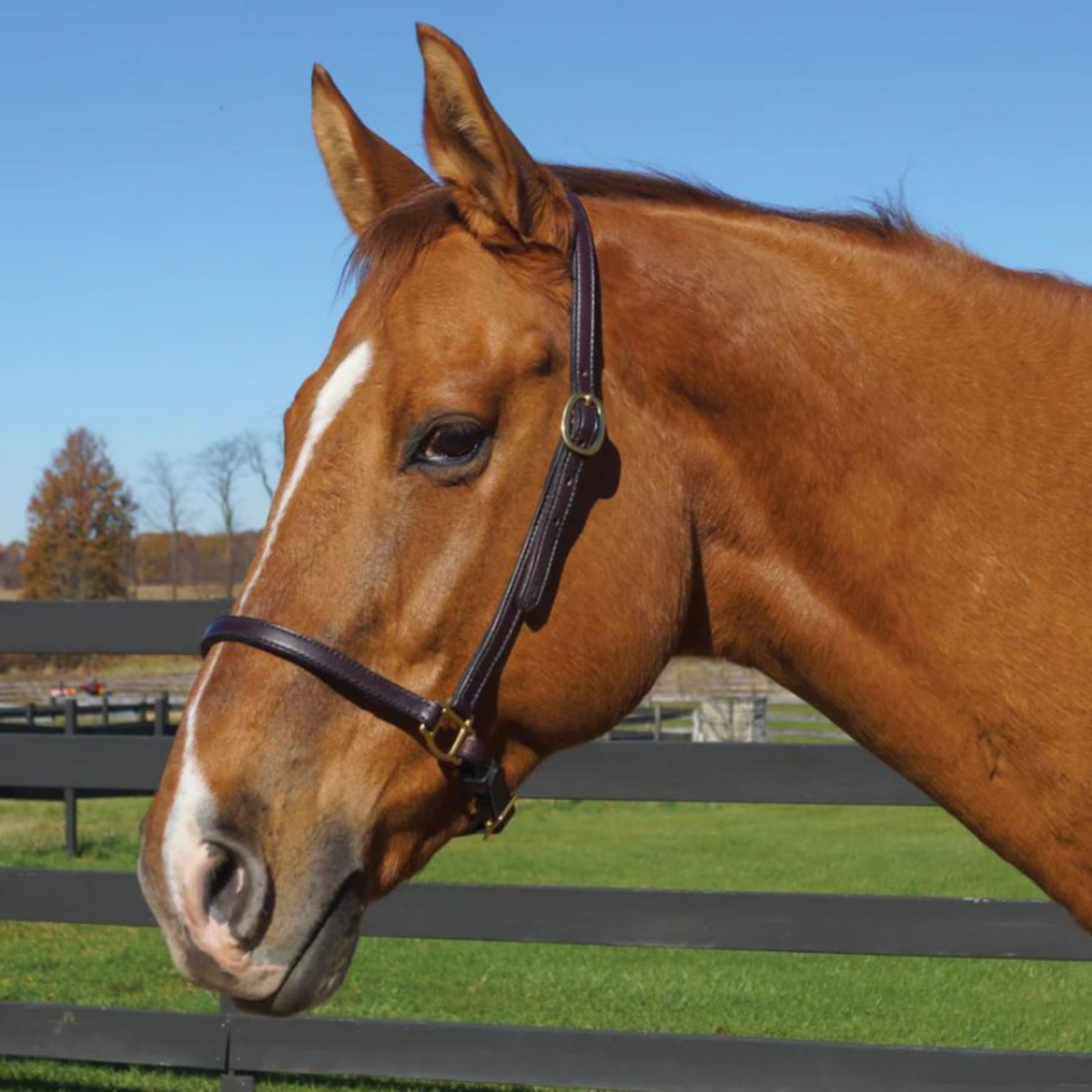 A brown horse wearing a Tory Leather brown leather grooming halter with solid brass hardware.