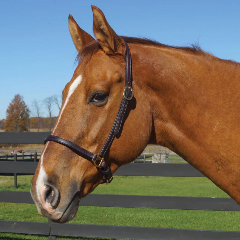 Tory Leather Grooming Halter