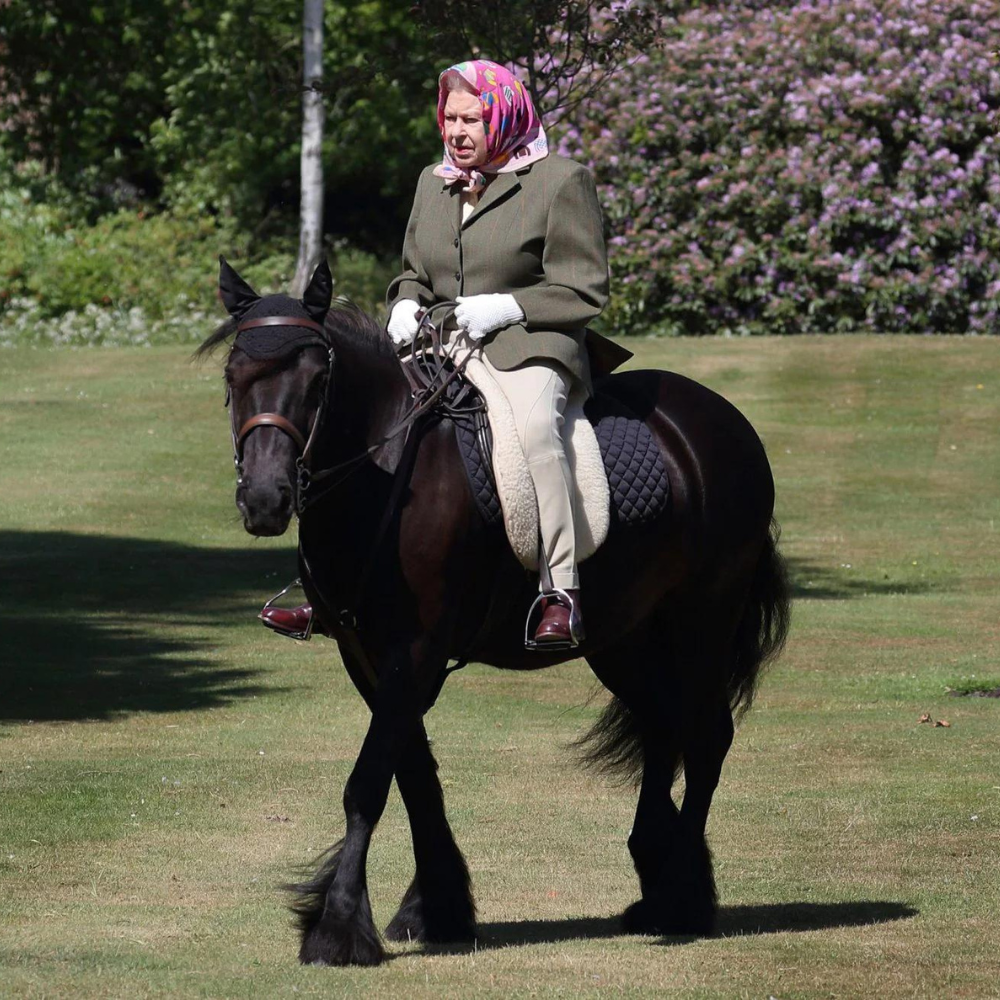 Breyer Carltonlima Emma, The Queen's Pony