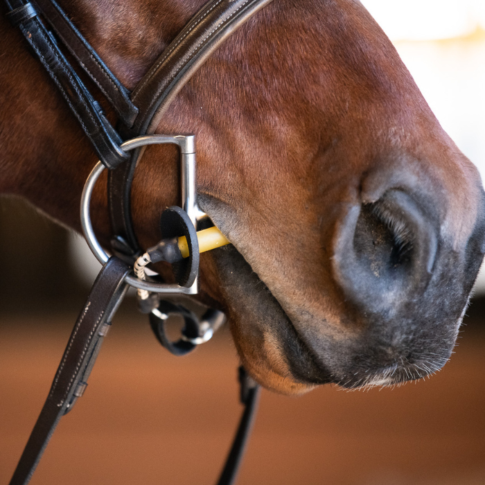 Thinline Bridle Busy Buddy