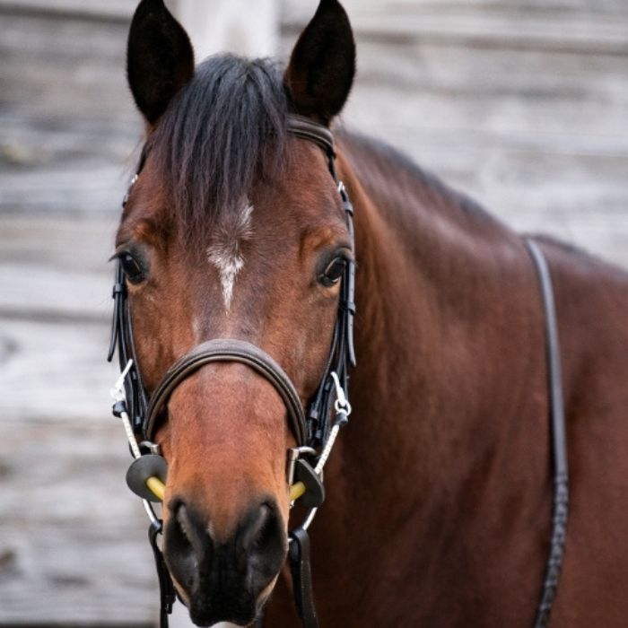 Thinline Bridle Busy Buddy