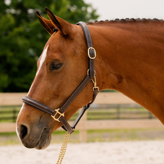 Black Oak Fern Halter